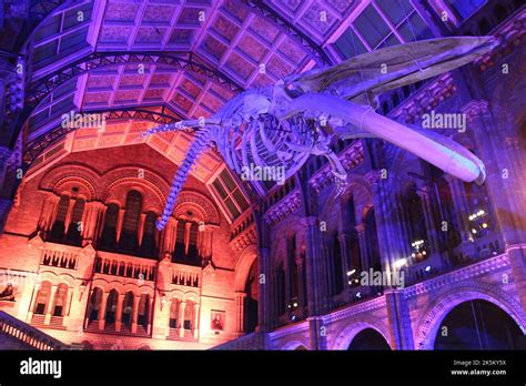 Blue Whale Skeleton Named Hope In Hintze Hall Natural History Museum