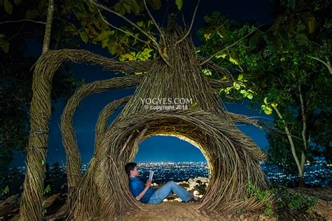 hutan pinus pengger land art pinus senja