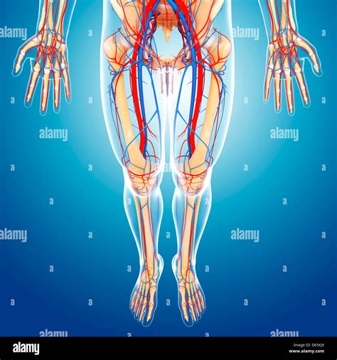 Lower Body Anatomy Artwork Stock Photo Alamy