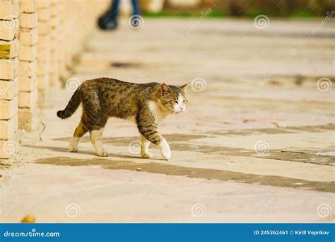 Gato Camina En El Mercado Callejero De Bukhara Imagen De Archivo