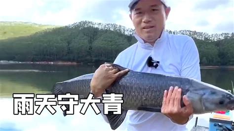 鄧剛釣魚丨雨天野钓大青鱼，黑漂的那一瞬間，太激动了【天元鄧剛】 Youtube