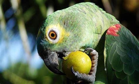 Are Rubber Toys Safe For Parrots Wow Blog