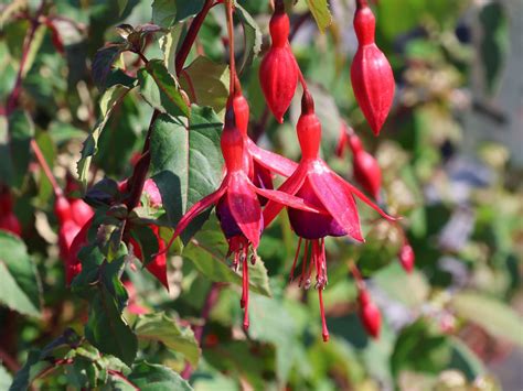 Fuchsie Mrs Popple Fuchsia Magellanica Mrs Popple Baumschule