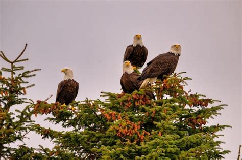 Premium Photo Majestic Bald Eagles Perched In Trees