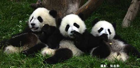 Cute Panda Bears - Animals Photo (34916402) - Fanpop