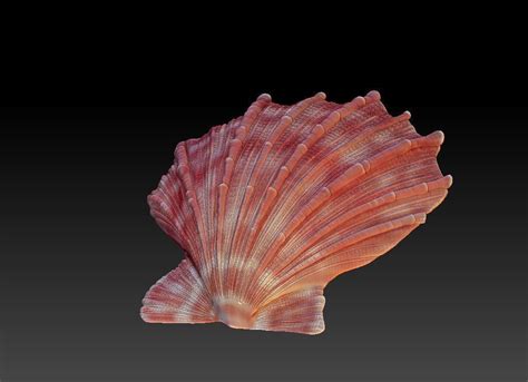 Seashell Scallops D Model D Printable Cgtrader