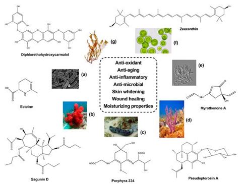 Sponges And Their Symbionts Encyclopedia Mdpi