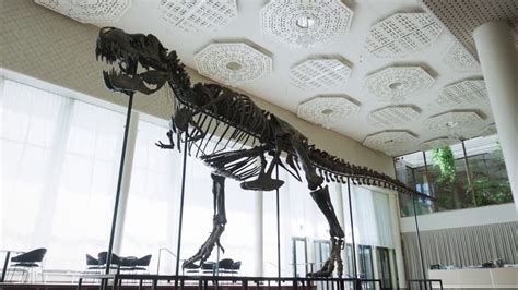 Spectacular T Rex Skeleton Sells For Millions In Zurich Youtube