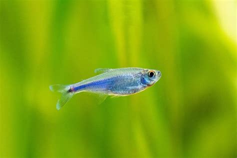 Glowlight Tetra Hemigrammus Erythrozonus Ultimate Care Guide Fish