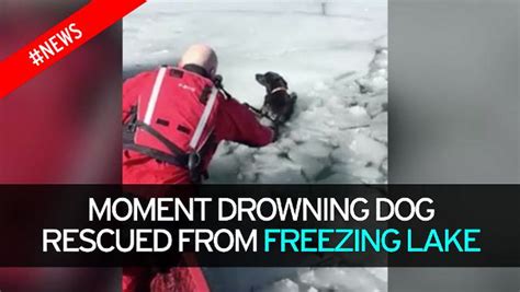 Stranded Dog Rescued After Spending Three Cold Nights Stuck Out On Icy