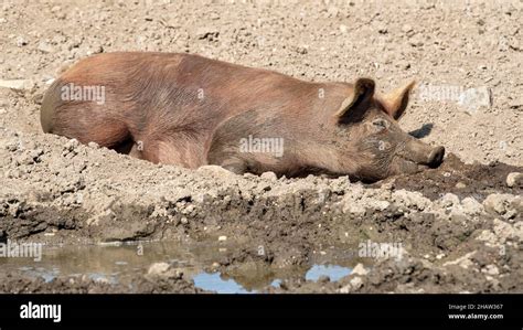 Rolling In Mud Hi Res Stock Photography And Images Alamy