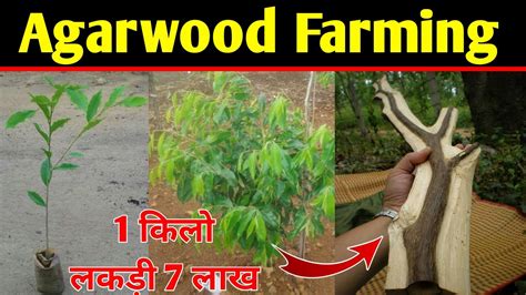 Agarwood Farming । Agarwood Ki Kheti Kaise Karen Agar Tree Agarwood