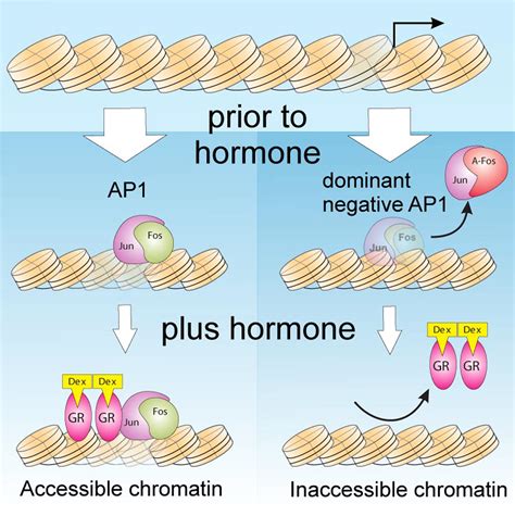 Transcription Factor Ap1 Potentiates Chromatin Accessibility And Glucocorticoid Receptor Binding