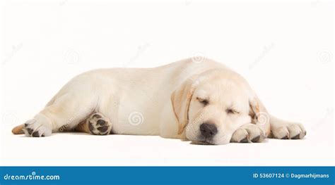 Sleeping Yellow Labrador Puppy Stock Photo Image Of Yellow Studio