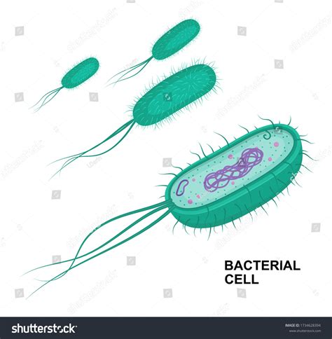 Diplococci Bacteria Royalty-Free Images, Stock Photos & Pictures ...