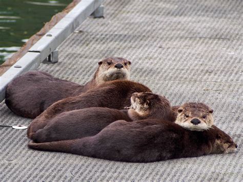 River Otters | Rainshadow Journal