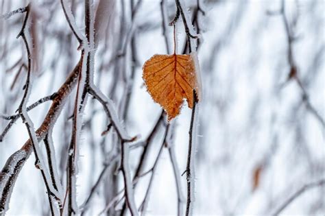 Premium Photo Birch Branches Covered With Ice Due To Bad Weather And