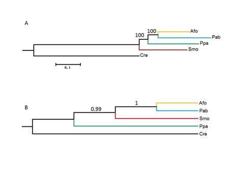 The Phylogenetic Tree Based On Concatenation And Coalescence Methods