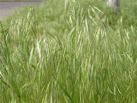 Bromus Tectorum L Plants Of The World Online Kew Science