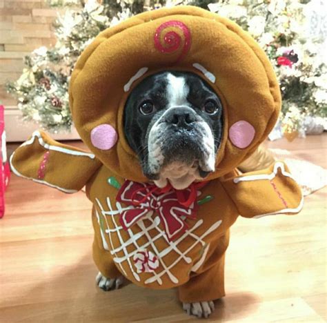 Pin by Cecile Palou on Frenchies | Bulldog halloween costumes, Pet ...