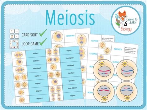 Meiosis Card Sort And Loop Game Ks45 Teaching Resources