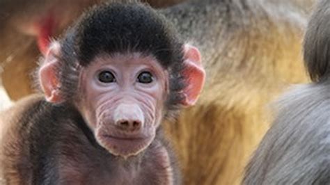 Public asked to name baby baboon at Oakland Zoo - ABC7 San Francisco