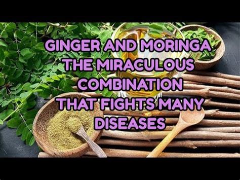 GINGER AND MORINGA THE MIRACULOUS COMBINATION THAT FIGHTS MANY DISEASES