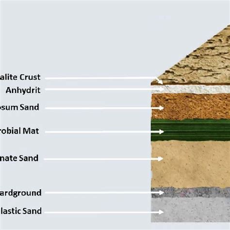 A block diagram showing the coastal sabkha formation. | Download ...