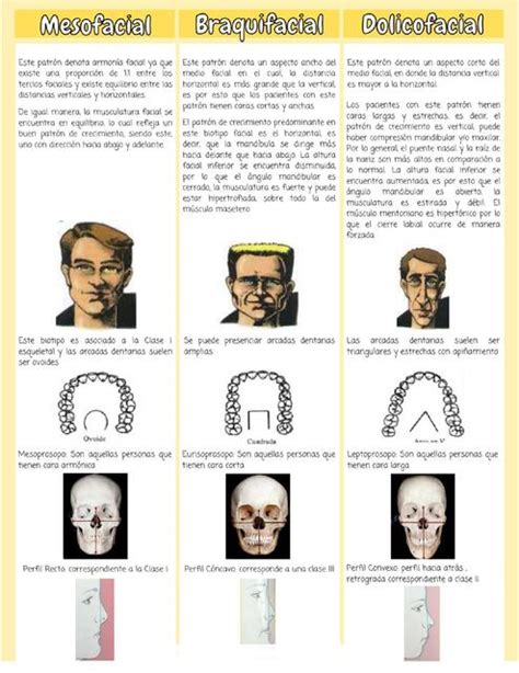 Resúmenes de Biotipo facial Descarga apuntes de Biotipo facial