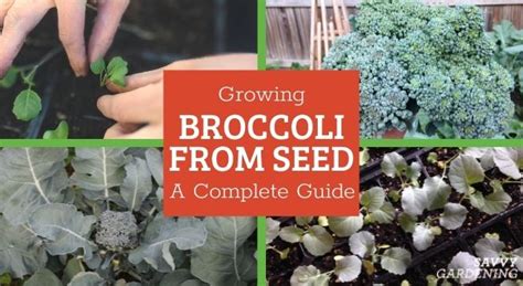 Growing Broccoli From Seed How To Sow Transplant And More