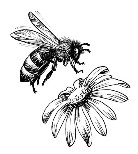 abeille  fleur dessin noir  blanc  lencre photo premium