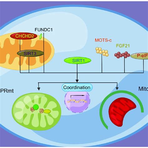 Pink1 Parkin Dependent And Independent Pathways Of Mitophagy