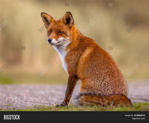 Fox Sitting Up