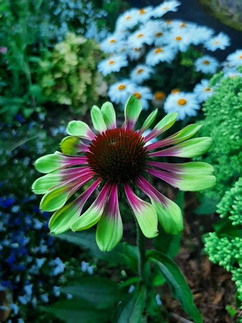 Эхинацея пурпурная Грин Твистер (Echinacea purpurea Green Twister ...