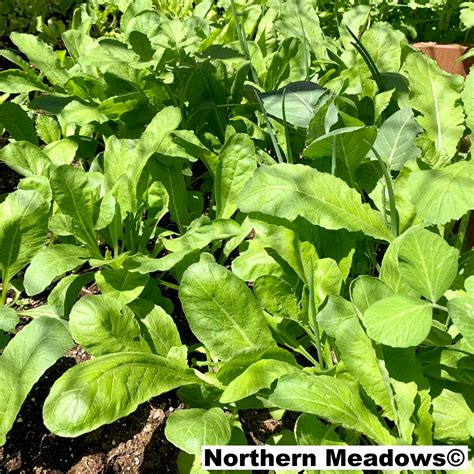 White Radish - Northern Meadows