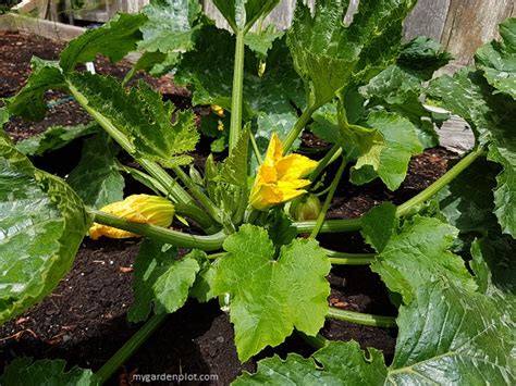 How To Grow Zucchinis Tips On Planting And Growing Courgettes