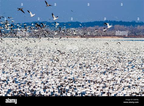 Millions of Snow Geese migrate through Squaw Creek National Wildlife ...