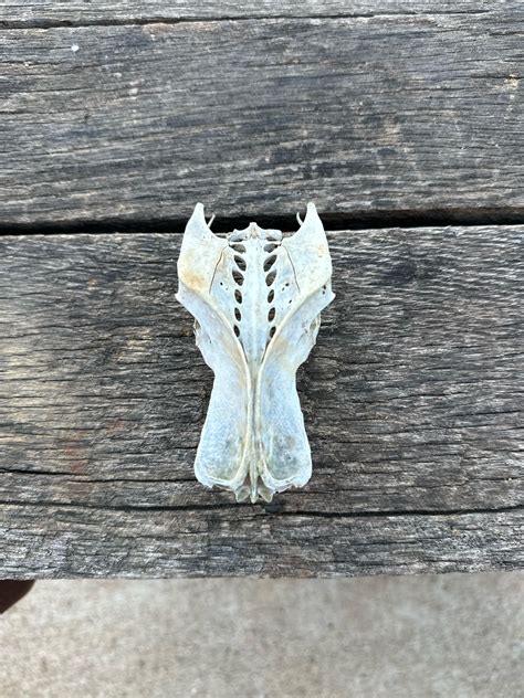 I’m asking specifically for the bigger bones : r/whatboneisthis