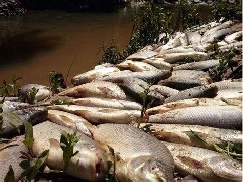 G Gua Preta Provoca Morte De Peixes No Rio Tiet Em Salto Veja