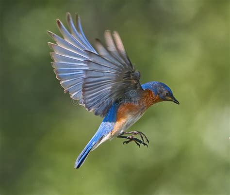 Bluebird In Flight