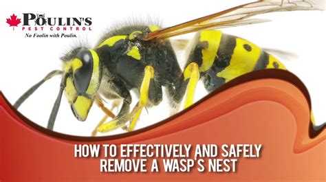 Video How To Remove A Wasp Nest Poulin S Pest Control