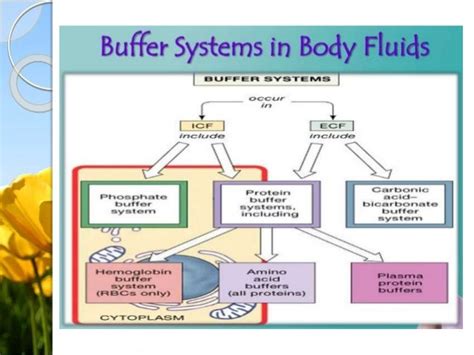 Biological Buffer