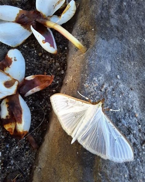 White Moth Meaning and Symbolism | Balcony Garden Web