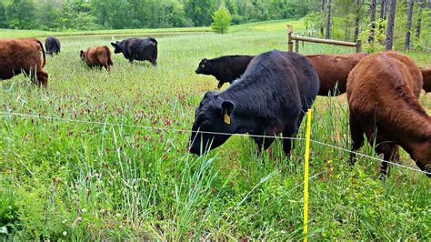 Grass Fed Beef Back To Earth Farm