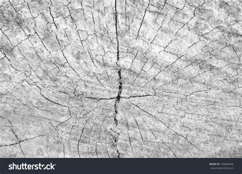 Cracked Log Texture Photo Taken Kurwongbah Stock Photo 528606946 | Shutterstock