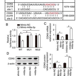 CDK6 Is A Target Gene Of MiR 449a 5p A Binding Sites For MiR 449a 5p