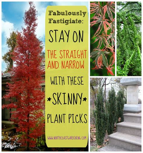 Fabulously Fastigiate Narrow Plants For Skinny Spaces Plants Narrow