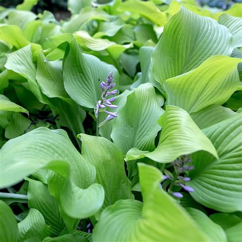 12+ Do Hostas Like Wet Soil