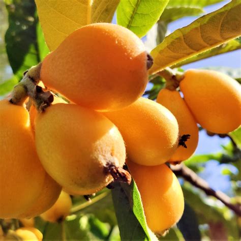 Loquat | Champagne – Buy Now from Fruit Tree Cottage