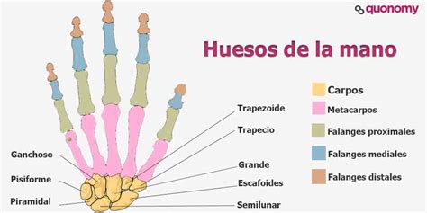 Huesos De La Mano